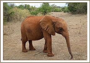 Ndiwa out in the bush