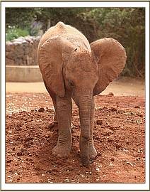 Enkesha's trunk healing so well