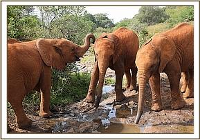 Ndiwa, Tagwa and Esampu drinking