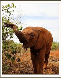 Enkesha loves lucerne pellets