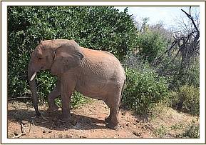 Orwa joining the orphans