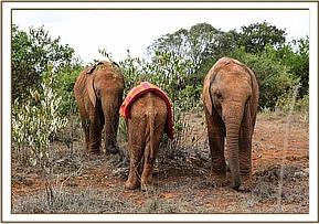 Malkia, Sattao and Esampu