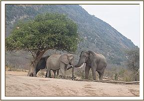 Nasalot with a wild elephant