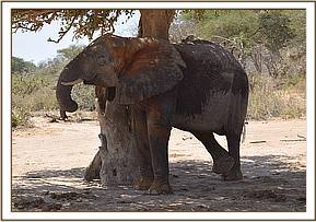Sunyei relaxes in the shade