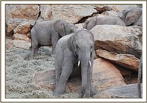 Namalok scratching