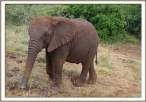 Naserian feeling around with her trunk