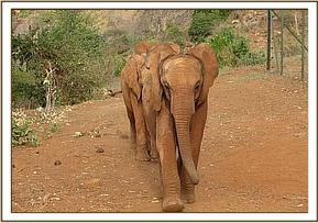 Lesanju leading the way