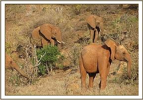 Lesanju with wild elephants