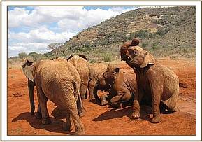 Lesanju tossing up her trunk during games