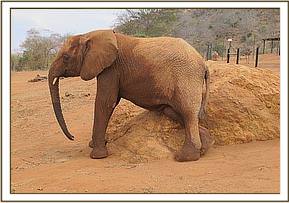 Lempaute scratching