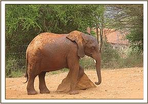 Lesanju scratching