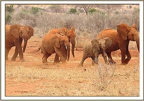 Lempaute front the wild calf & orphans following
