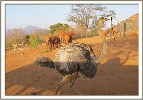 Lesanju chases the orphan ostrich