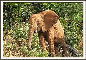 Lempaute enjoying green vegitation