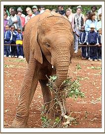 Orwa feeding on cut browse