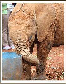 Arruba playing with the water trough