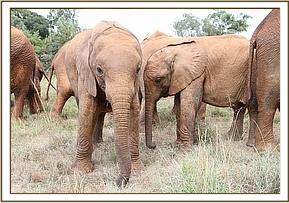 Arruba and Lemoyian