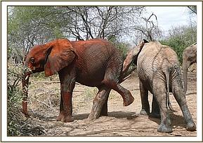 Sunyei scratching
