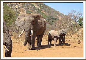 Wild elephant, Ithumbah and meibai