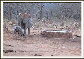 Mulika and Mwende