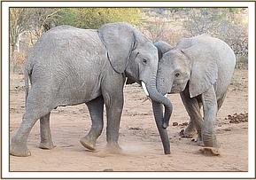 Madiba and Tomboi playing