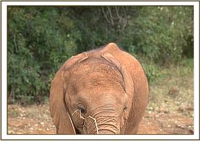 Orwa in the bush