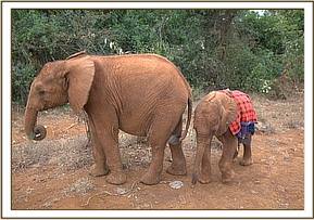 Orwa and Barsilinga