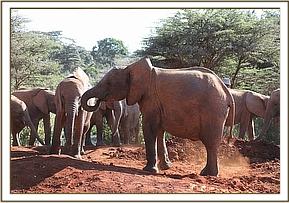 Sagala and Ndiwa at the mud-bath