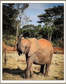 Sagala swinging her trunk
