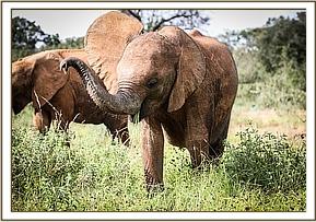 Maisha sniffing the air
