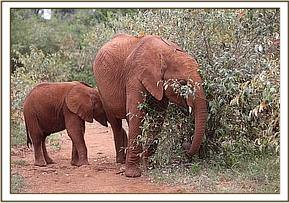 Ambo with his adopted mother Oltaiyoni