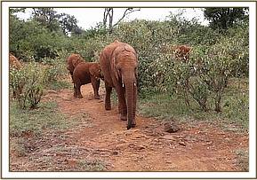 Ambo finds Oltaiyoni