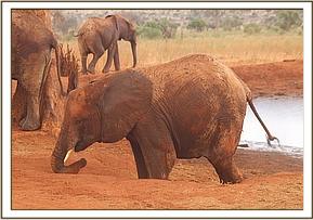 Arruba playing