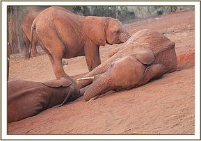 Panda and Tahri rolling on the ground