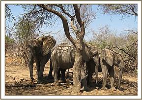 Mulika, Nasalot & Selengai relaxing under a tree