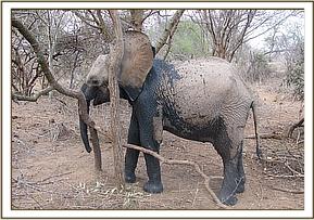 Lualeni scratching