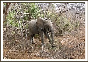 Lualeni feeding