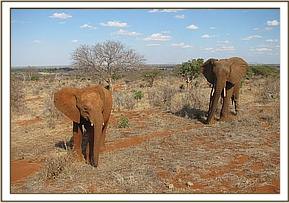 Laikipia following Siria
