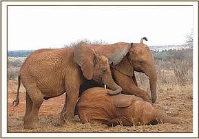 Lempaute & Wasessa pinning down Mzima