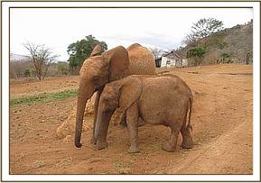 Lesanju next to Kimana