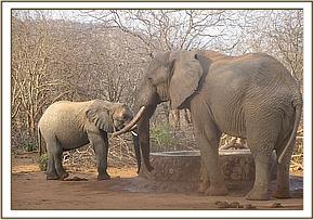 Napasha with a wild bull