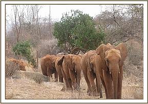 Lesanju leading the orphans