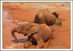 Lesanju playing