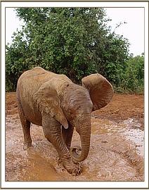 Naserian the little Matriarch covered in mud