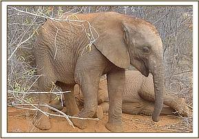 Madiba out in the bush at Ithumba