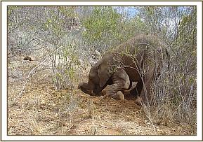 Napasha playing on his own