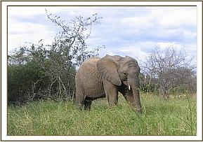 Napasha
