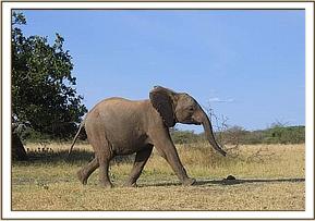 Naserian running