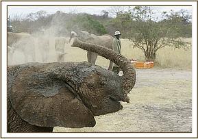 Madiba blowing dust