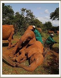 Arruba and Suswa playing